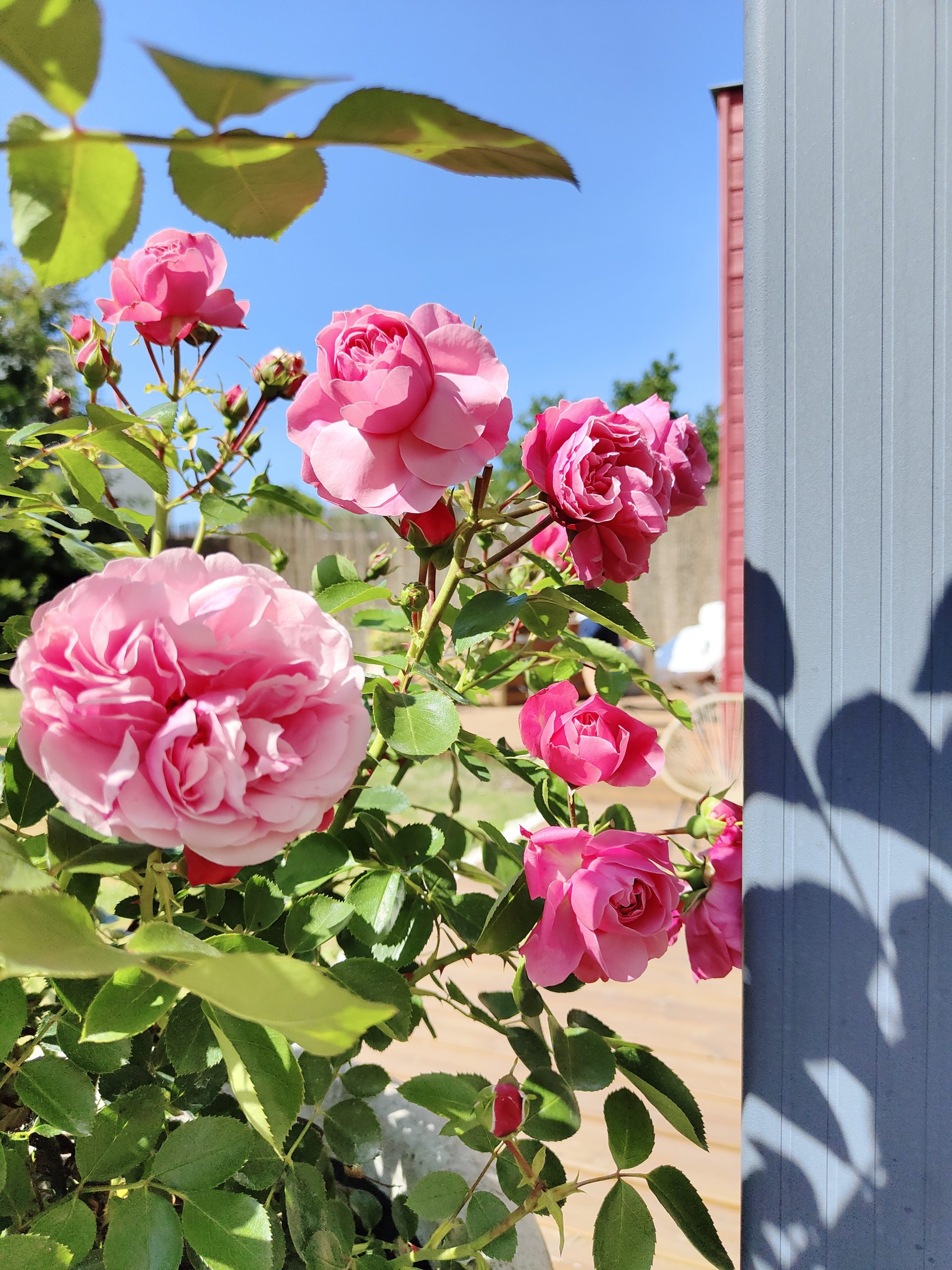 Fleurs à l'extérieur de l'atelier Rosáfil