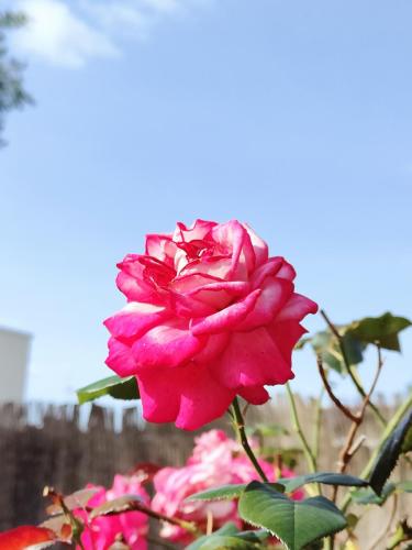 Rose devant l'atelier Rosáfil